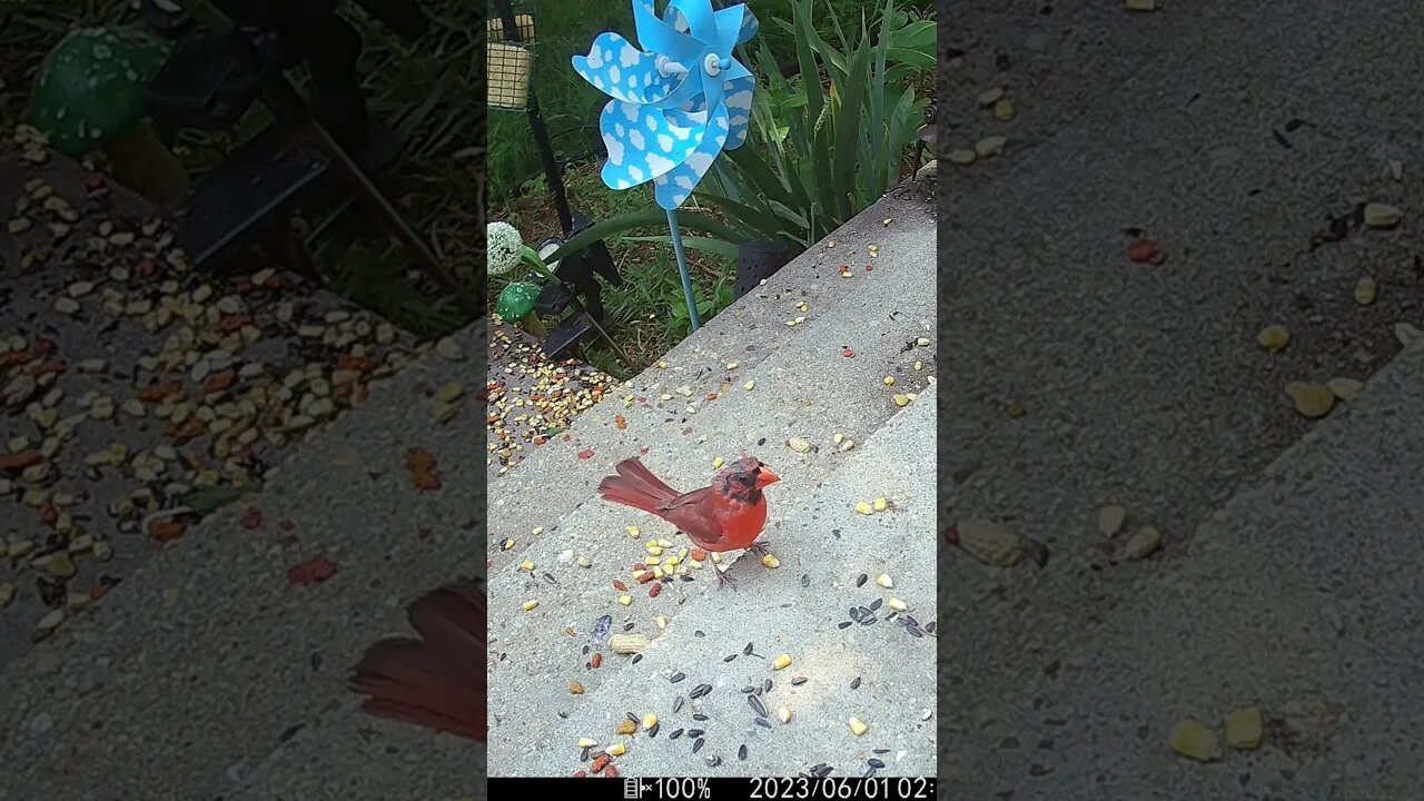 The Cardinal Molted His Face Feathers! 🐦