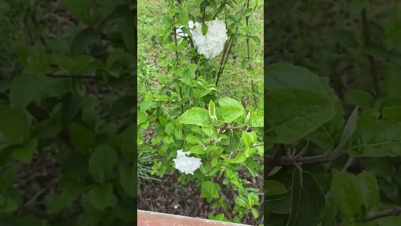 Nature ASMR: Blossoms on My Mom’s Hydrangea Bush!!!