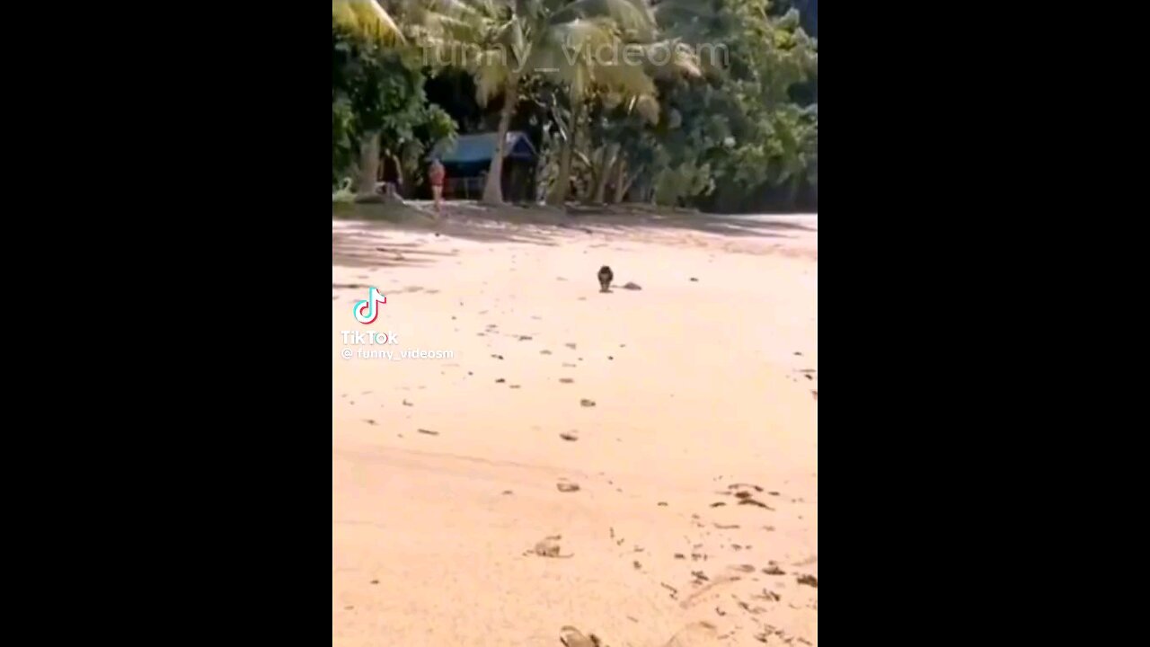 animals funny videos