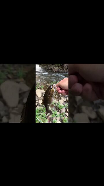 AMAZING topwater SMASH on the buzz bait ( creek fishing )