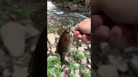 AMAZING topwater SMASH on the buzz bait ( creek fishing )