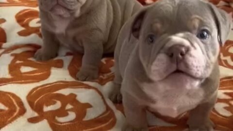 Amazing dogs 🐶 trending video