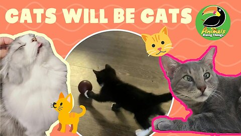 Cats doing cats things