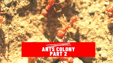 Ants Community Working Together part 2