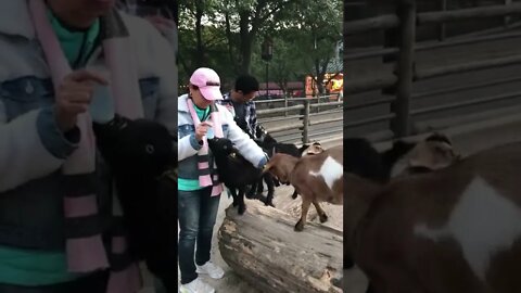 Baby goats! Blaaaaa LonelyCreek adventures at Grant farms near st loius