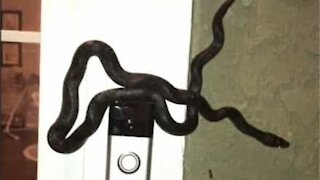 Cobra toca campainha de casa e assusta moradores