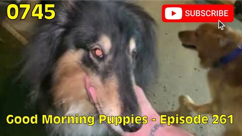 [0745] GOOD MORNING PUPPIES - EPISODE 261 [#dogs #doggos #doggies #puppies #dogdaycare]