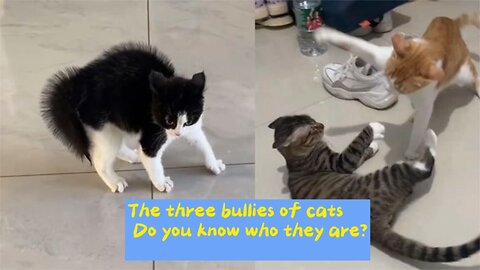 The three bullies of cats
