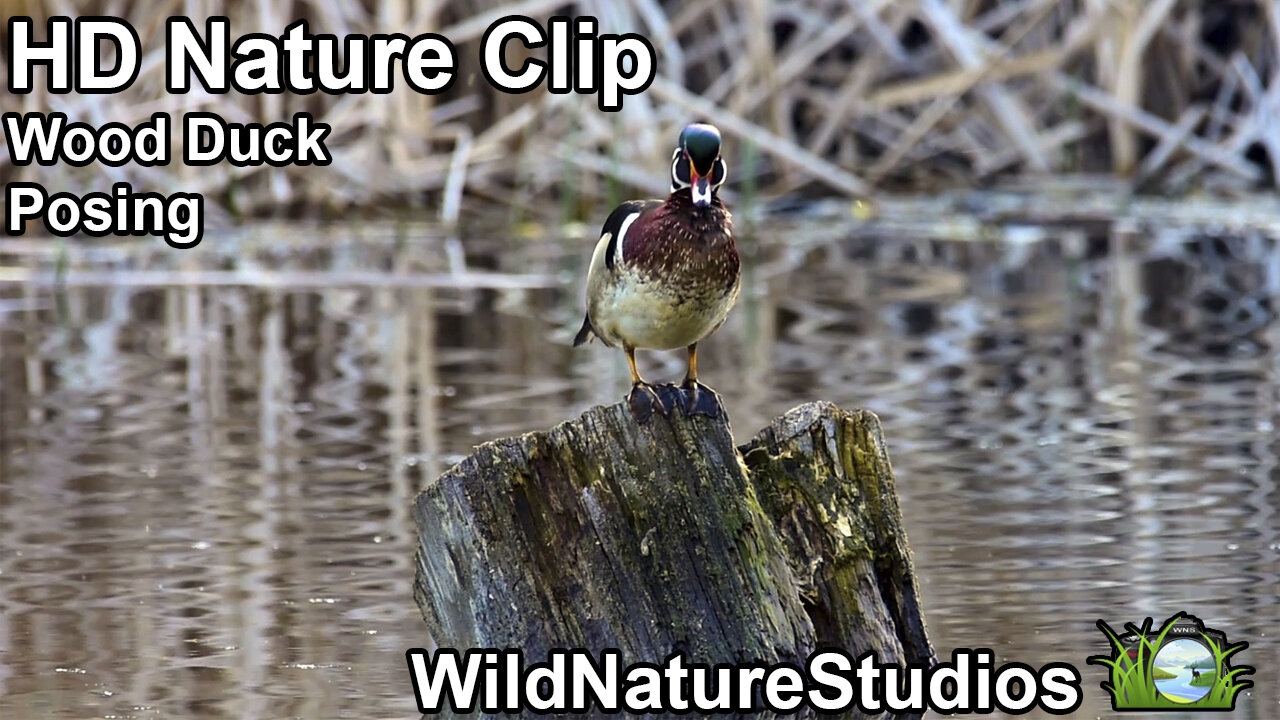 Wood Duck Grooming (HD Nature Clips)