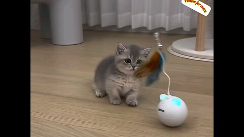 super cuteness kitten 😻 interesting video