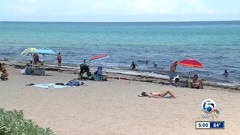 Brown seaweed may be here to stay