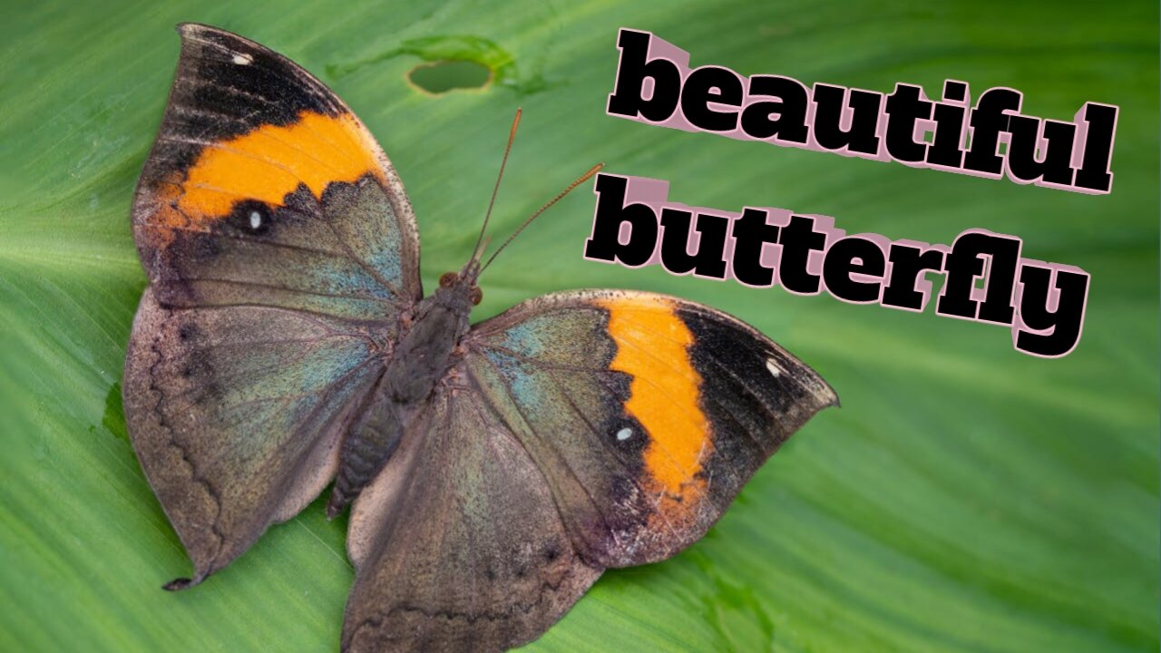 Most beautiful butterfly on planet earth.