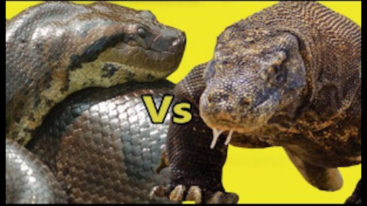 KOMODO DRAGON Vs GREEN SUCURI - Who wins this battle?