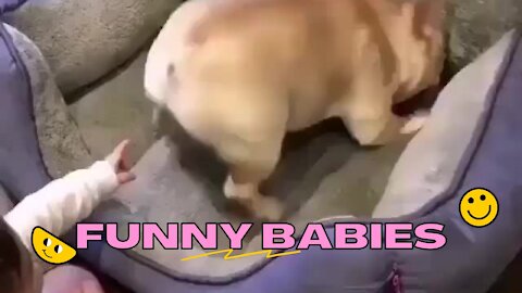 Baby Puts His Finger in Dog's Butt Hole