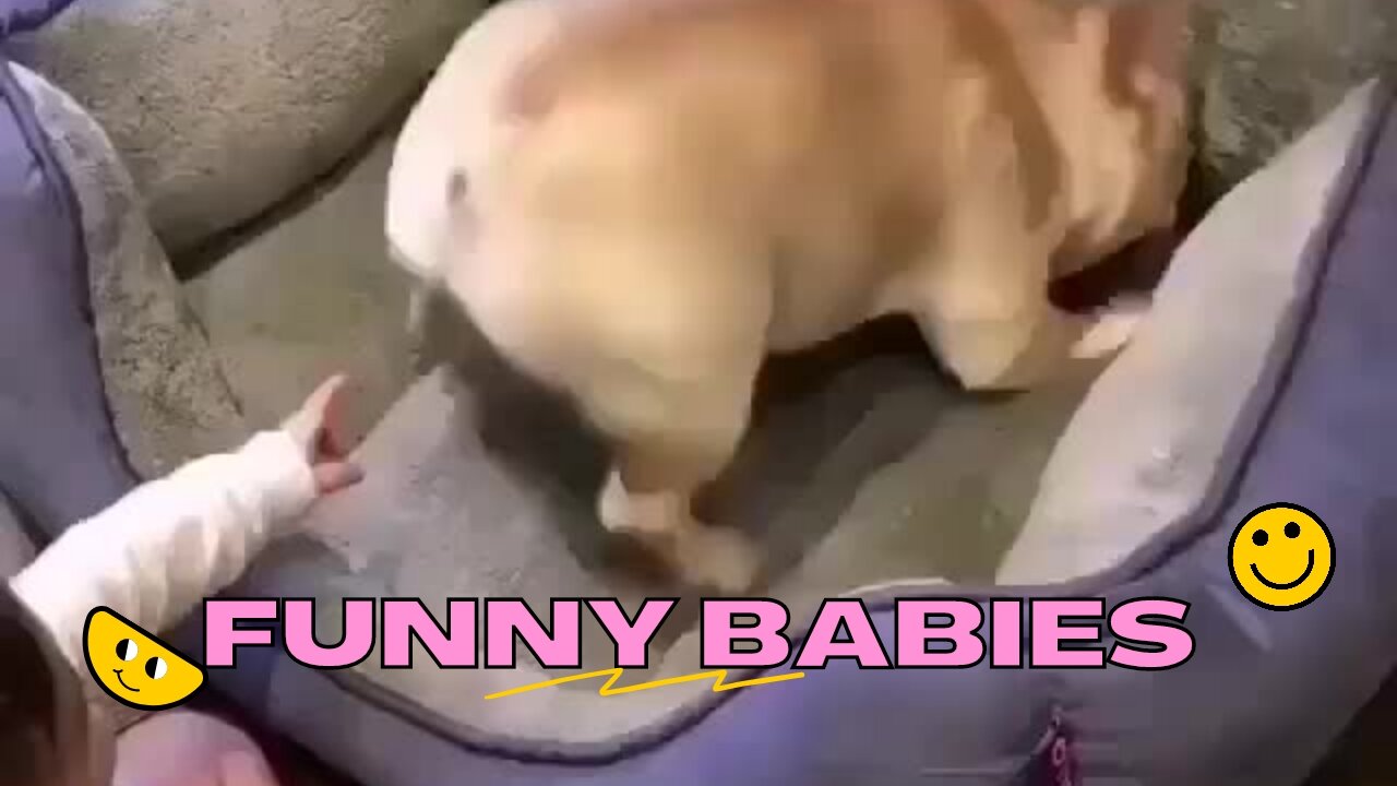 Baby Puts His Finger in Dog's Butt Hole