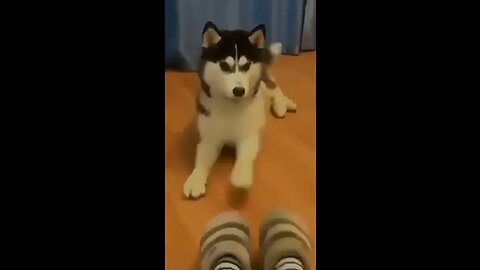 Dog playing with his owner feet #funnyvideo #petvideos