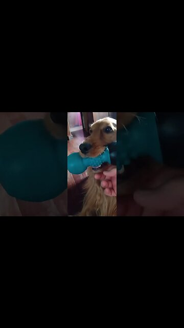 #cachorro, Beautifuldog, #friend, #dogshow, #amimals, #dogs, #shorts