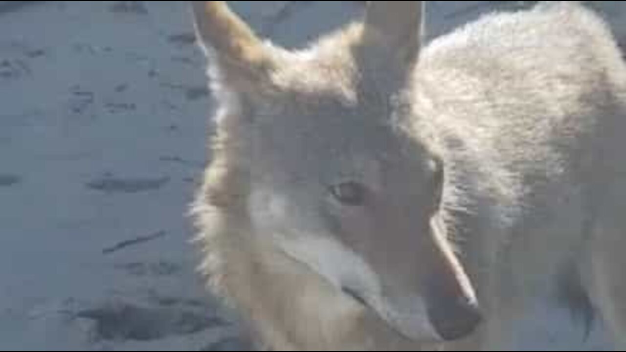 Lobo brinca com jovem na praia