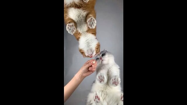 War is war, but I will not share food