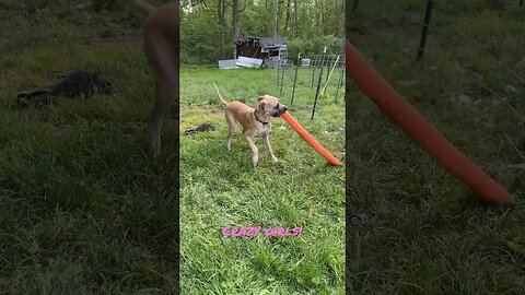 Crazy girls!! #shortsvideo #love #happy #dogs #like #viral #amazing #dog #doglover #kids #funny