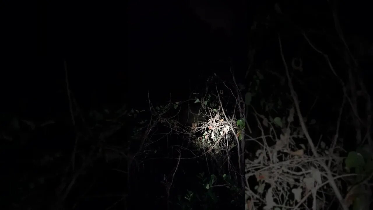 look at this cringe ah ah deer sleeping because Conrad hates me #shorts #nature #animals