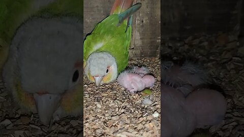 Watch What Happens When This Tame Conure Becomes a Mom! | #shorts | #pineappleconure | @BikisAviary