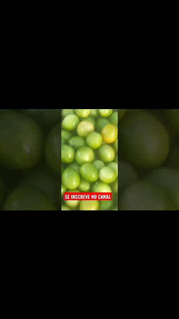 🌵Pegando umbu no meu sertão Nordestino, Confira 🌵#shorts