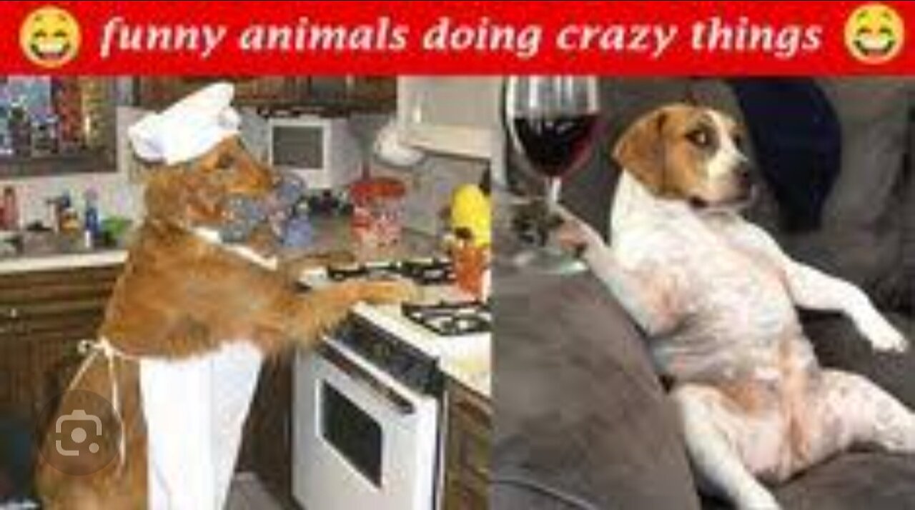 Funny vedio animals