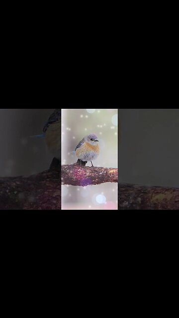 1 Minute Meditation I EMBRACE A RADIANT LIFE #shorts #youtubeshorts #1minutemeditate #birdsound