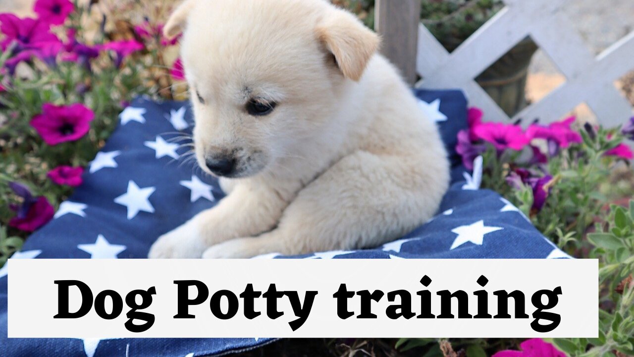 Dog Potty Training | Puppy Potty Training | Potty Train Any Dog | Cute Dog