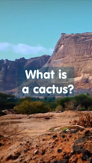Joke. Cactus