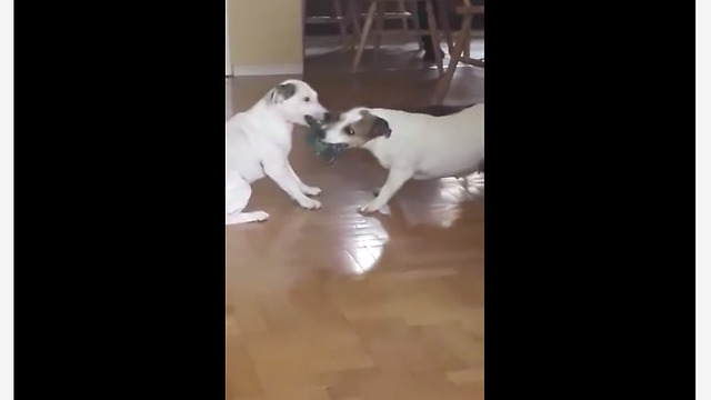 Dogs Engage In A Lazy Game Of Tug-Of-War