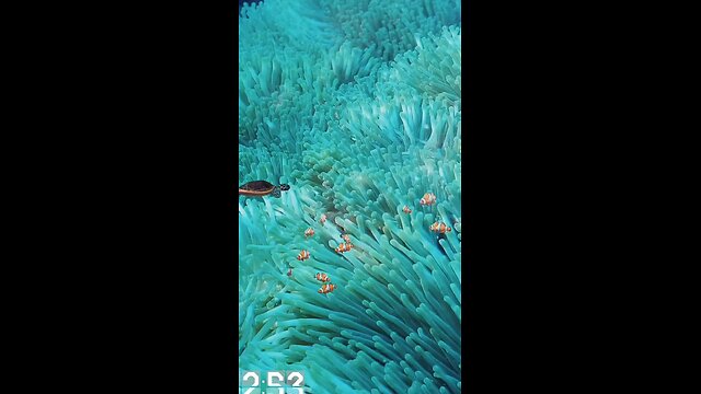 UNDERWATER WORLD | LIVE WALLPAPER