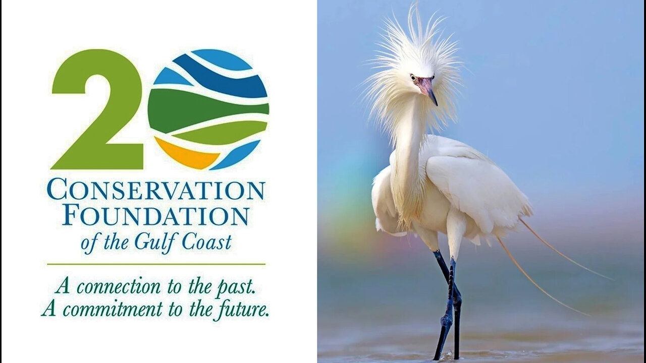 Conheça as fotos Vencedoras do Conservation Foudation Florida 2024 | JV Jornalismo Verdade