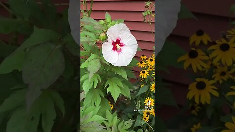 Summerific Perfect Storm rose mallow #hibiscus from Proven Winners! #summerflowers