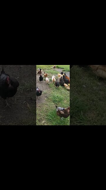 #chickens #chickenshorts