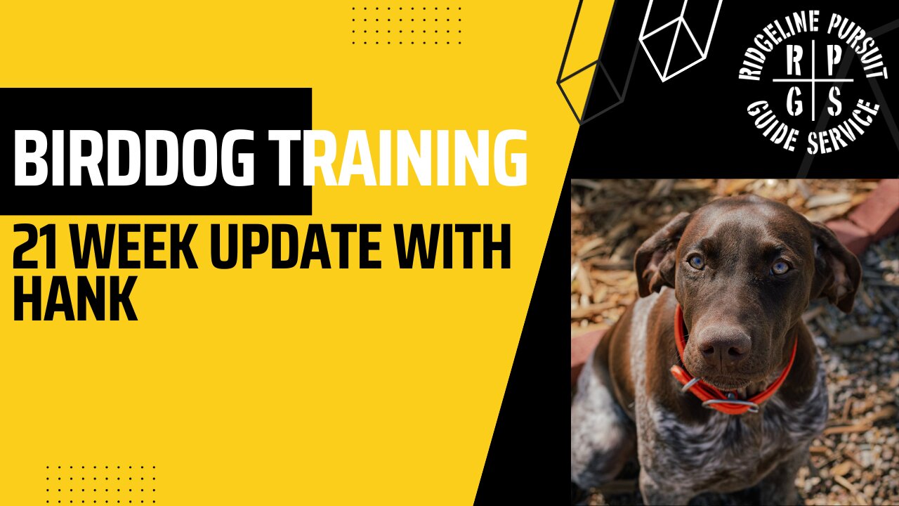 Bird Dog Training-21 Week Update with Hank