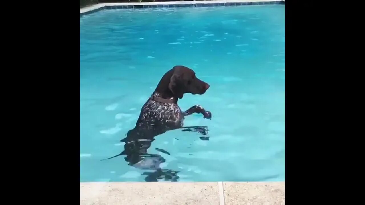 Water ballet -- Venus Ranch Style.