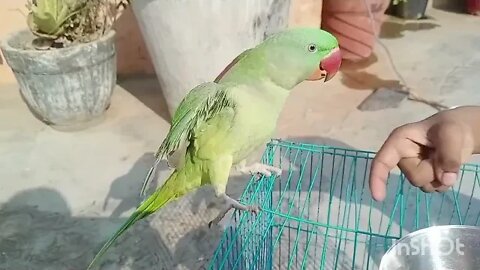 @Talking Parrot