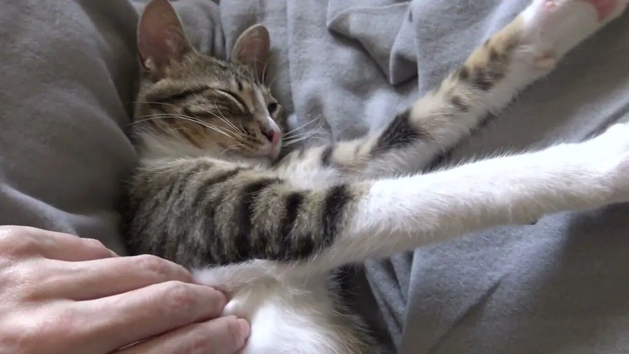 Small Cat Breathes Deeply
