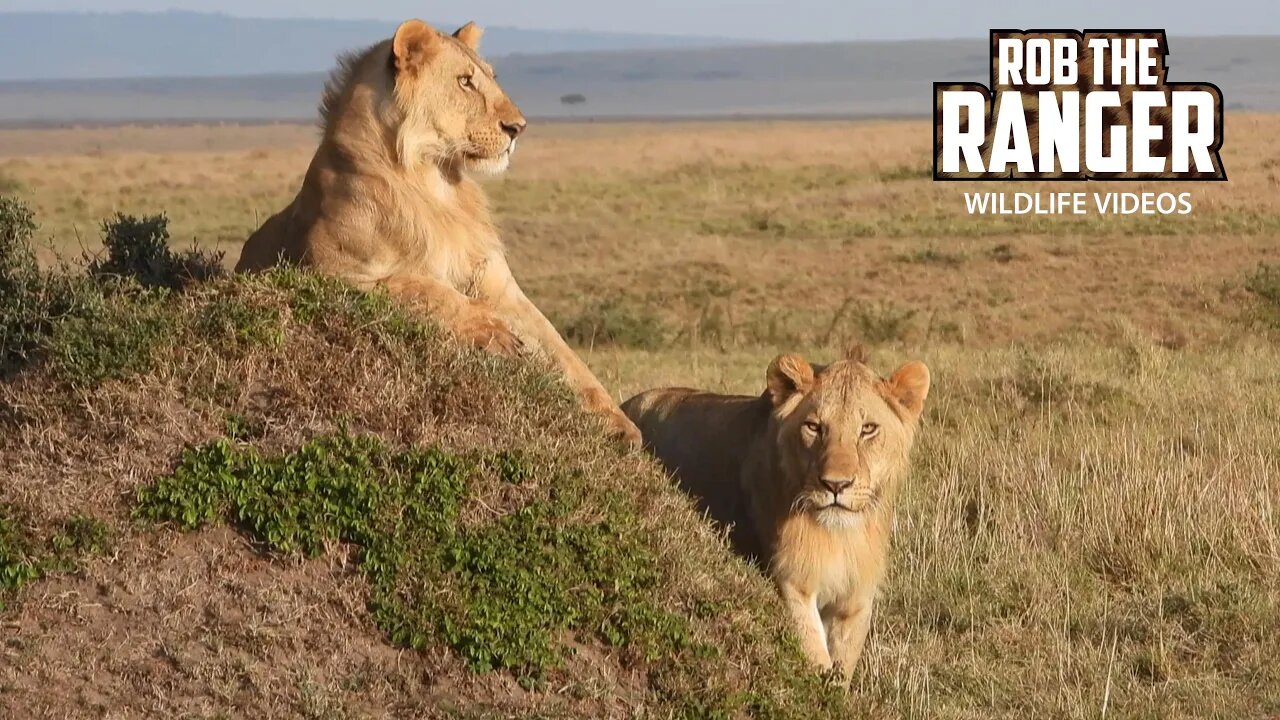 Young Nomadic Lion Brothers | Maasai Mara Safari | Zebra Plains