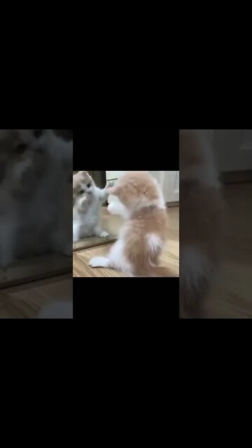 Funny kitten playing with mirror | Persian Cats Zone 😸 #funnycats #shorts #cutecat #catvideos