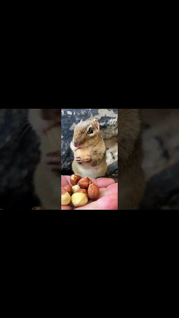 Cheeky Cute pet Squirrel 🐿️