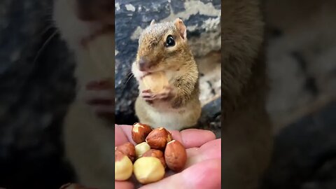 Cheeky Cute pet Squirrel 🐿️