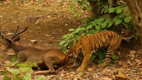 Leopard Unable To Protect Himself Against Tiger