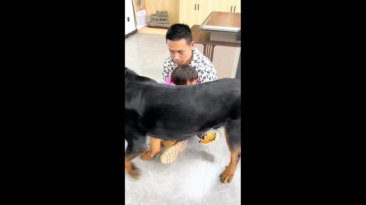 Rottweilers lover