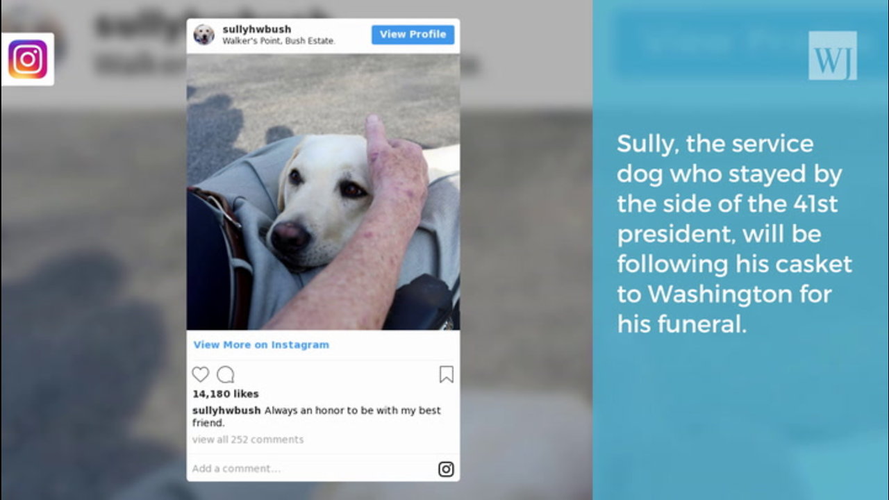 George H.W. Bush’s Service Dog Continues Serving Even After His Master’s Passing