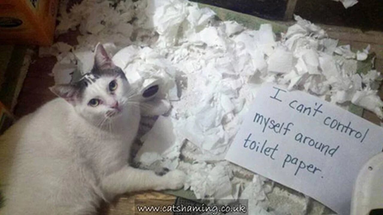 20 Naughtiest Cats in the World