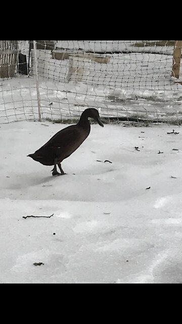 Ducks sliding on the Pond
