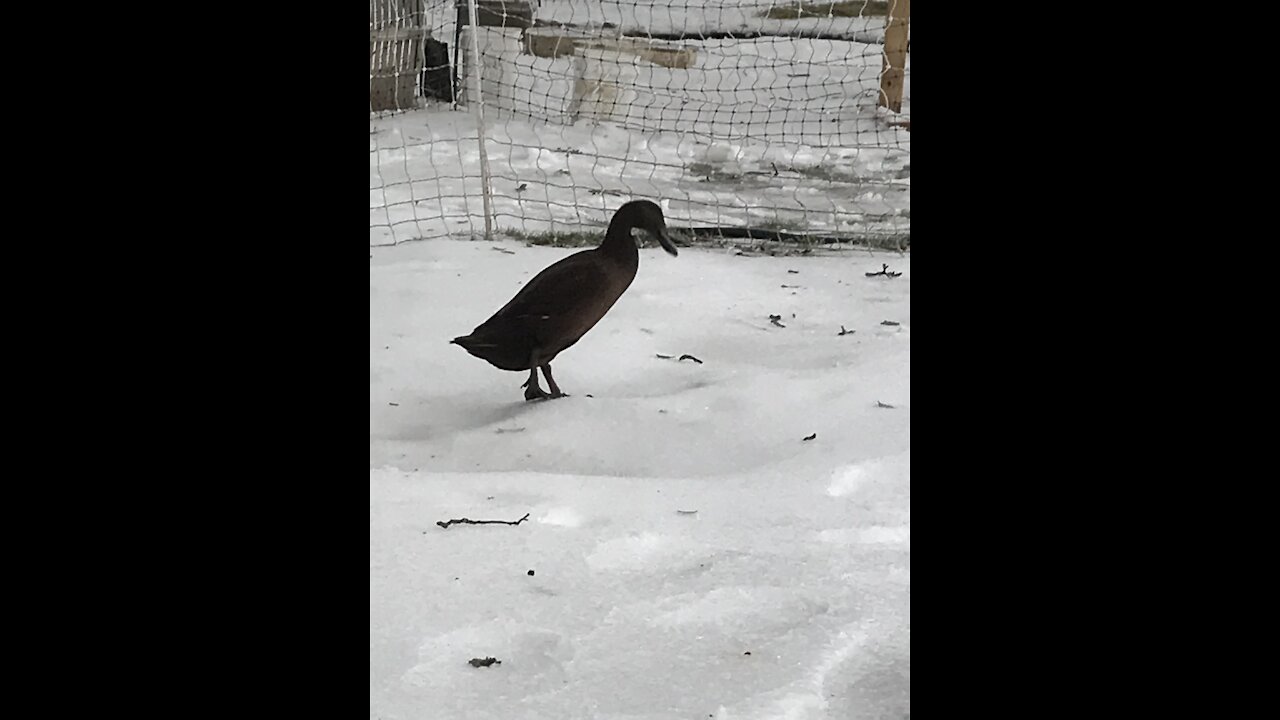 Ducks sliding on the Pond